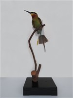 藏品(栗喉蜂虎)的圖片